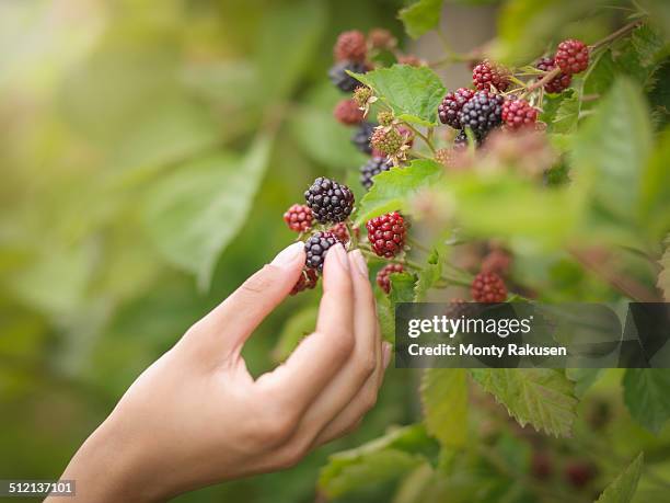 working picking blackberries on fruit farm, close up - berry picker stock pictures, royalty-free photos & images