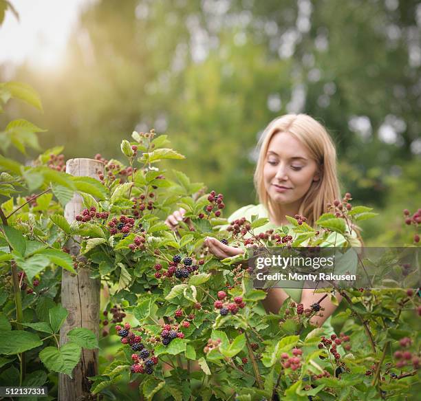 working picking blackberries on fruit farm - bramen stockfoto's en -beelden