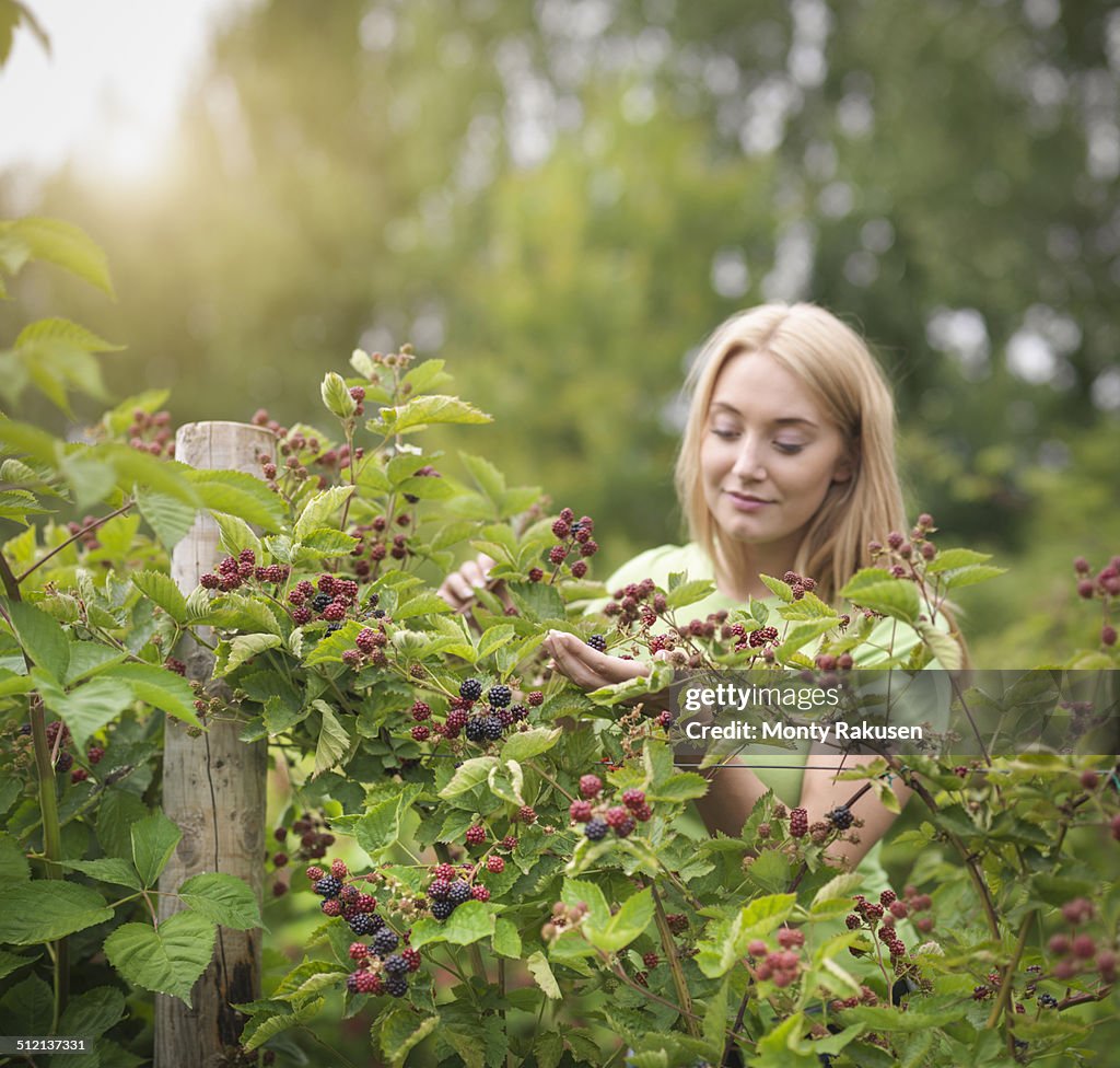 Working picking blackberries on fruit farm