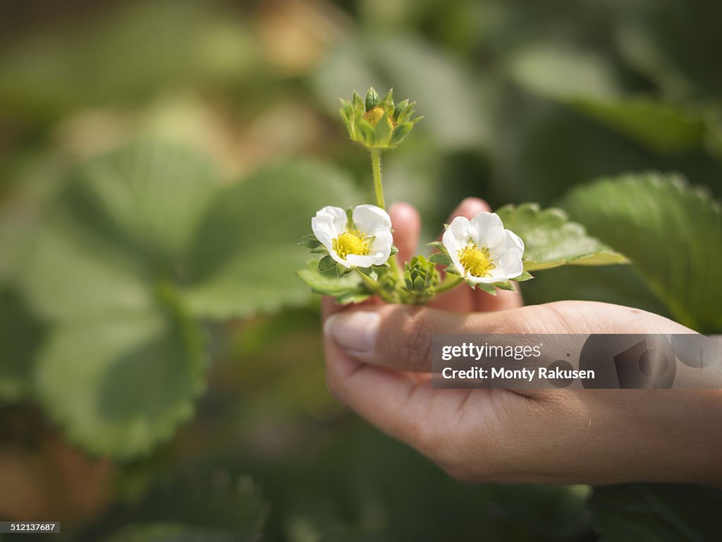 Close up of hands holding strawberry flowers in fruit farm