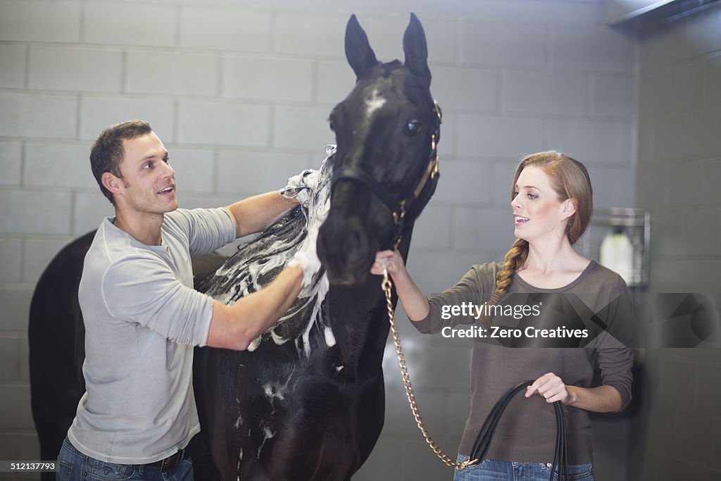 Male and female stablehands bathing horse in stables