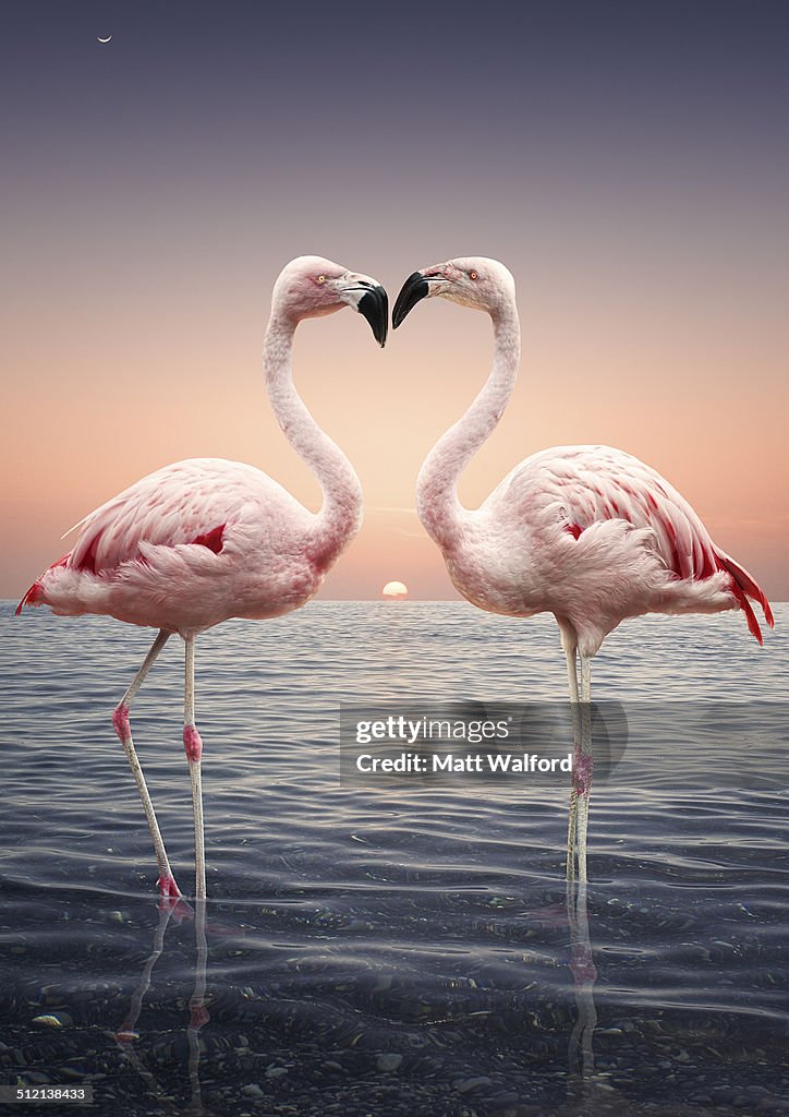 Portrait of two pink flamingoes standing face to face in sea at sunset