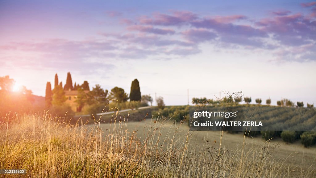 Distant view of vineyard, Volterra, Tuscany, Italy