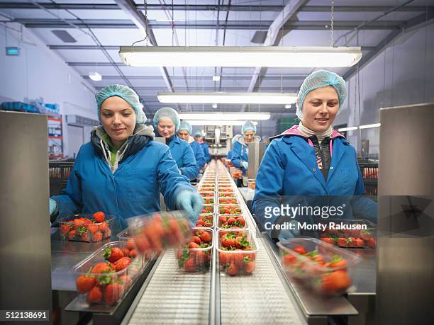 female workers packing fresh strawberries into trays on fruit farm - production line fotografías e imágenes de stock