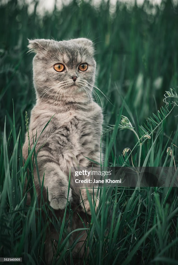 Cat in the grass