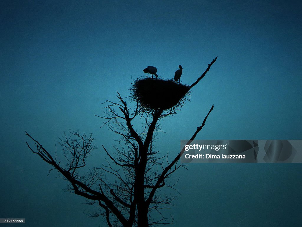 Stork nest silhouette
