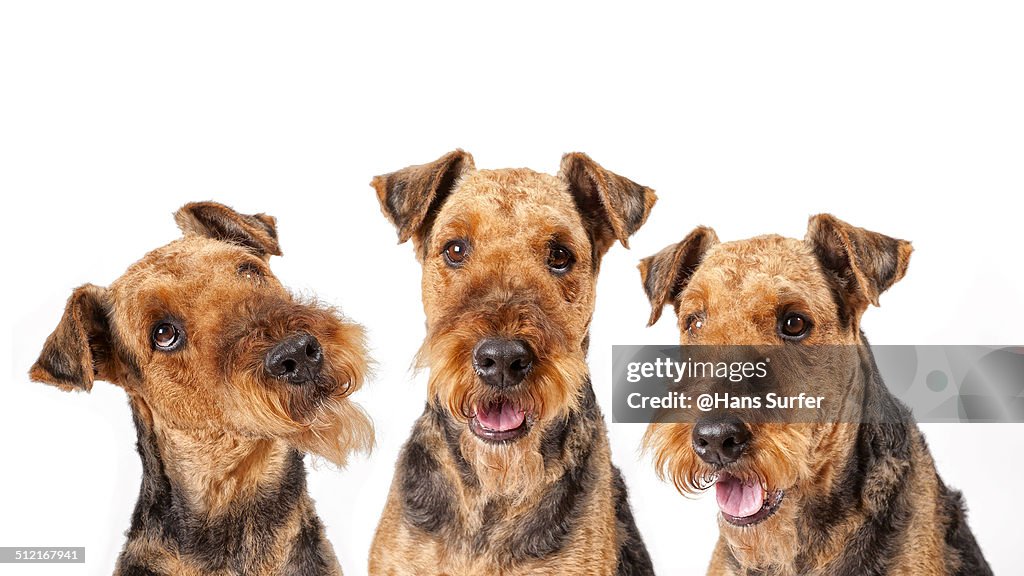 Airedale Terrier look