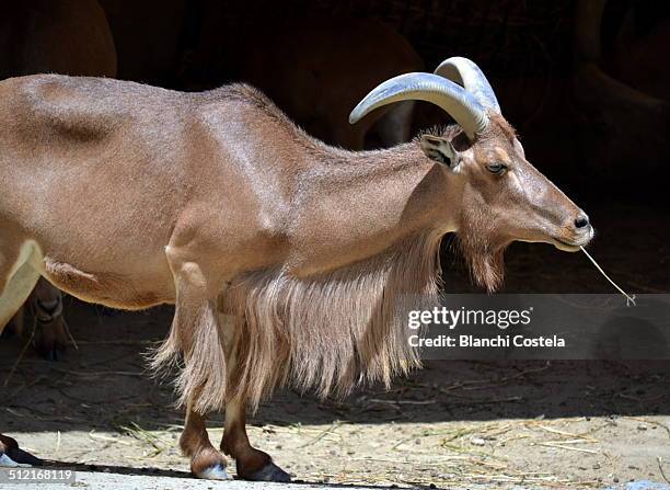 the barbary sheep - casalinga stockfoto's en -beelden