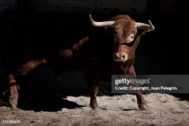 bull. - bulle-männliches-tier stock-fotos und bilder
