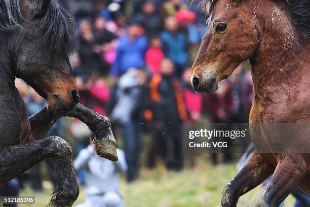 Two horses fight during Artemisia Mountain Festival at Anchui Township of Rongshui Miao Autonomous County on February 24, 2016 in Liuzhou, Guangxi...