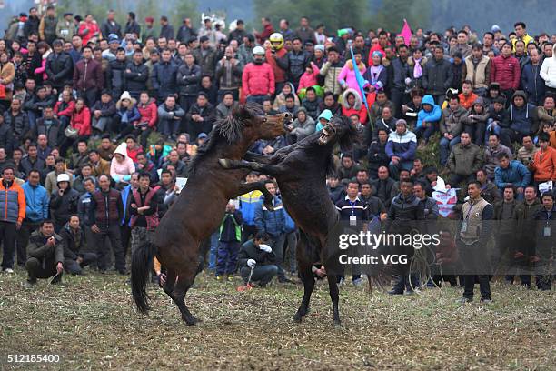 Two horses fight during Artemisia Mountain Festival at Anchui Township of Rongshui Miao Autonomous County on February 24, 2016 in Liuzhou, Guangxi...