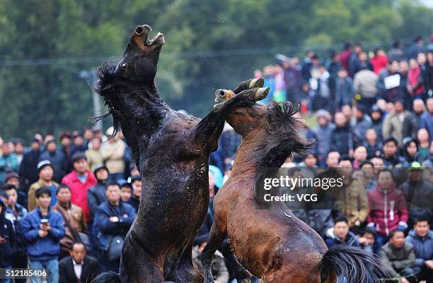 Two horses fight during Artemisia Mountain Festival at Anchui Township of Rongshui Miao Autonomous County on February 24, 2016 in Liuzhou, Guangxi...