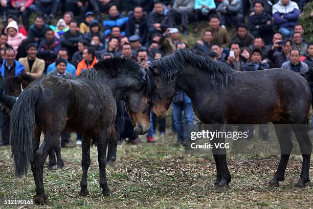 Two horses fight during Artemisia Mountain Festival at Anchui Township of Rongshui Miao Autonomous County on February 24, 2016 in Liuzhou, Guangxi...