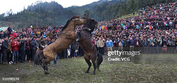 Two horses fight during Artemisia Mountain Festival at Anchui Township of Rongshui Miao Autonomous County on February 24, 2016 in Liuzhou, Guangxi...