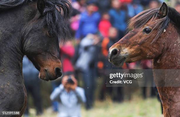 Two horses fight during Artemisia Mountain Festival at Anchui Township of Rongshui Miao Autonomous County on February 24, 2016 in Liuzhou, Guangxi...