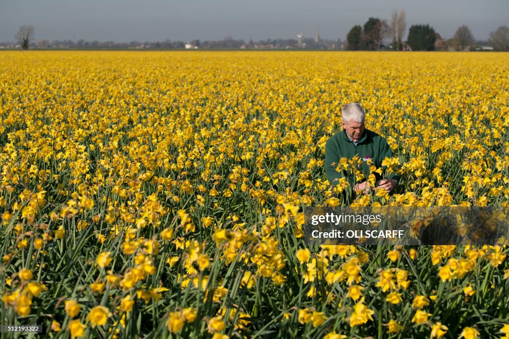 BRITAIN-OFFBEAT-DAFFODILS