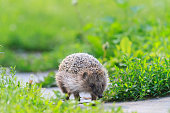 European hedgehog is on the way