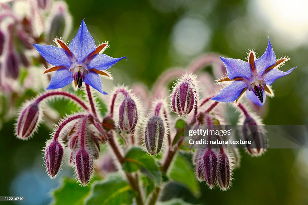 Borragem flores close-up (Borago officinalis)