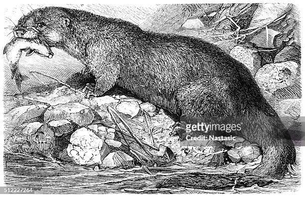 ilustraciones, imágenes clip art, dibujos animados e iconos de stock de nutria europea (lutra lutra) - river otter