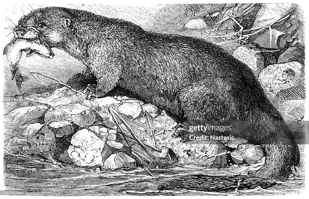 European otter
