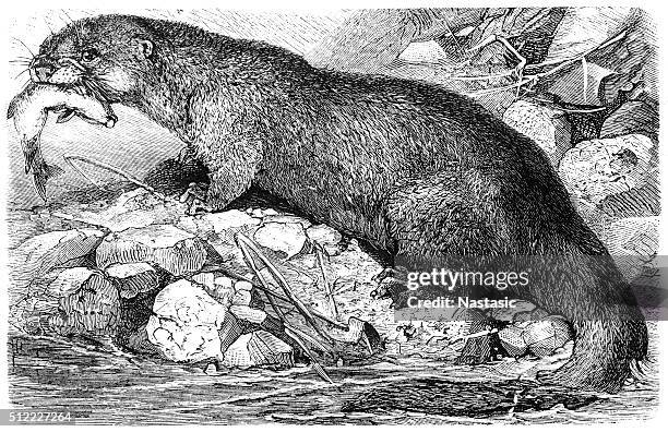 european otter - european otter stock illustrations