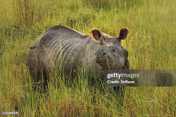 great indian rhinoceros in nepal - chitwan stock pictures, royalty-free photos & images