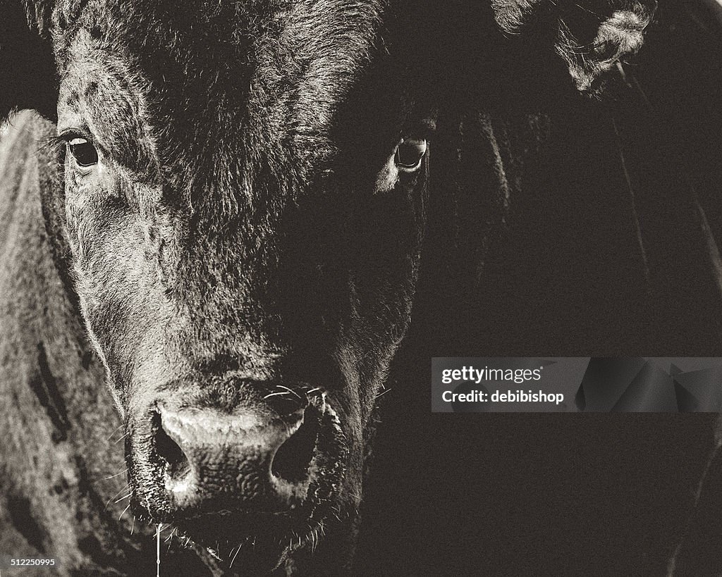 Black Angus Stier Kopf & Gesicht Nahaufnahme Schwarz & Weiß