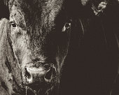 Black Angus Bull Head & Face Closeup Black & White