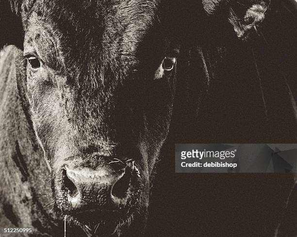 black angus bull head & face closeup black & white - bulls bildbanksfoton och bilder