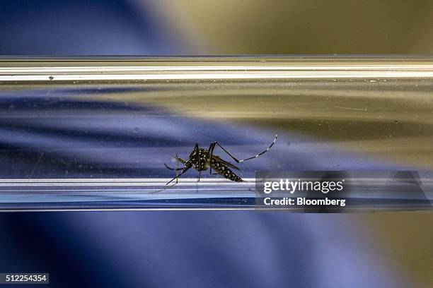 Lab technician displays an Aedes aegypti mosquito infected with Wolbachia bacteria in a test tube for a photograph at the Oswaldo Cruz Foundation in...