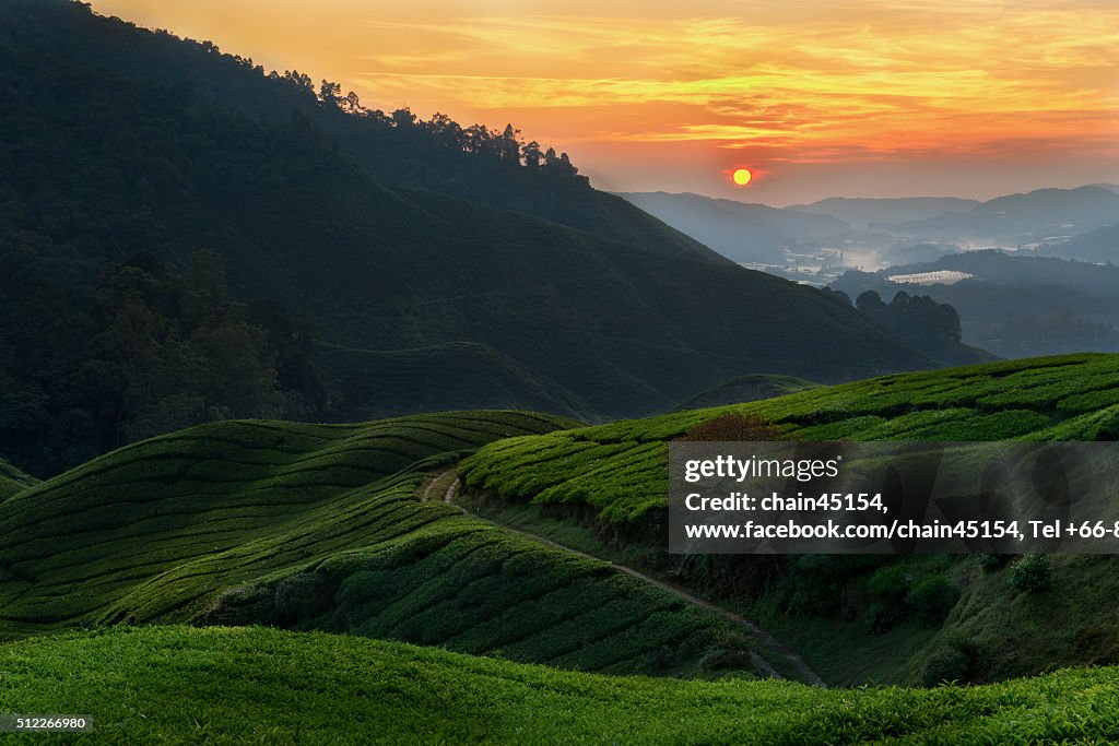 Tea plantation on the hill of mountain view in sun rise at Malaysia, Asian