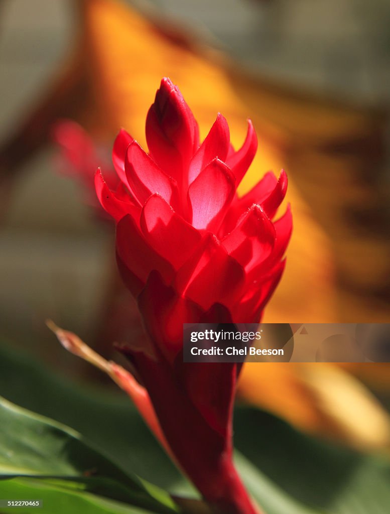 Red Alpinia-purpurata tropical flower