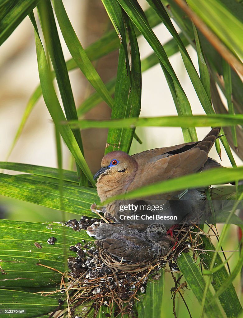 Mother and chick doves in nest