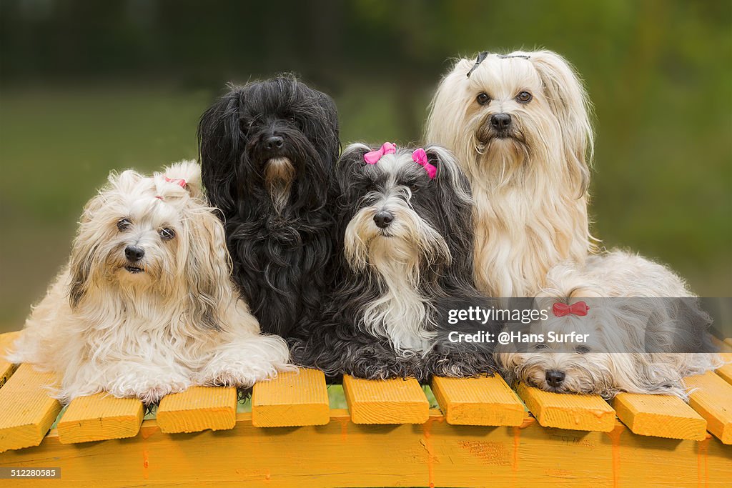 A Havanese Family!