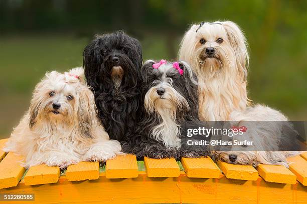 a havanese family! - havanese stock pictures, royalty-free photos & images