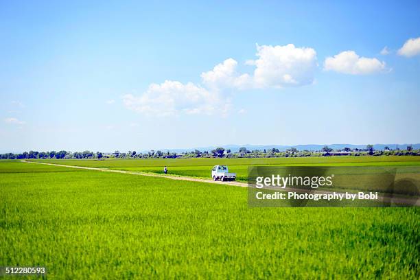 green rice fields in northeastern japan - koshin'etsu region photos et images de collection