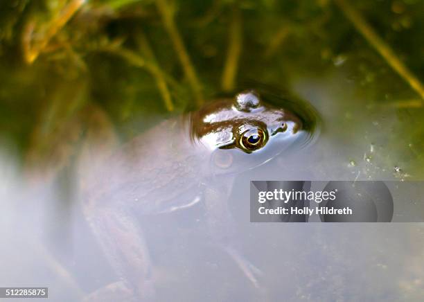 Spring Frog Hatching 237 Spring Frog Stock Photos, High-Res Pictures, and Images - Getty Images