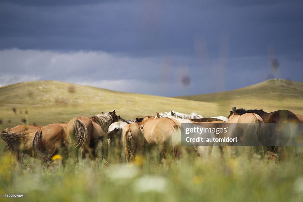 Horse Conference