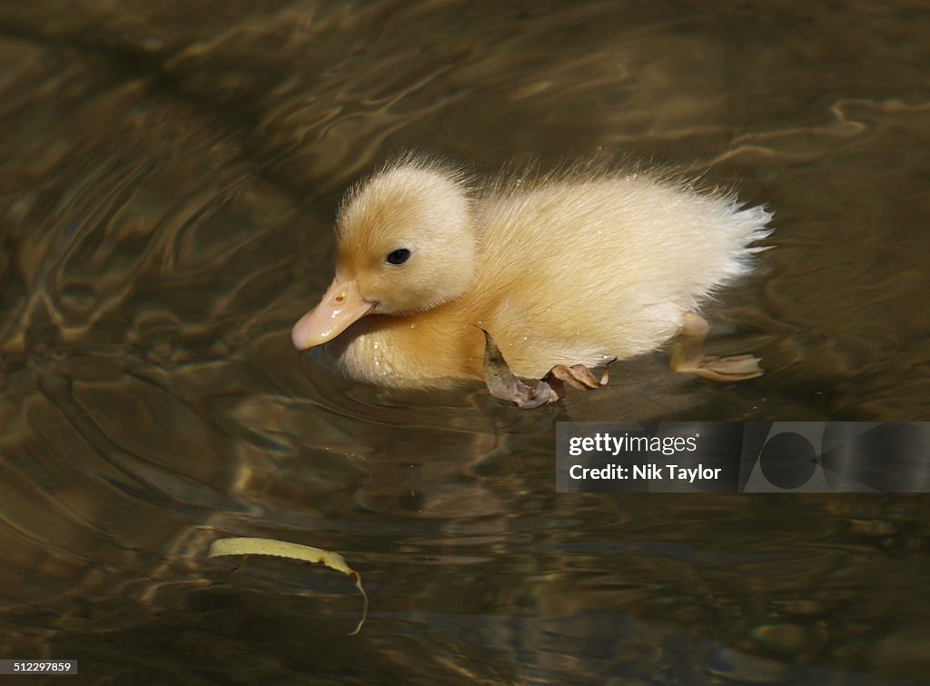 Cute yellow duckling