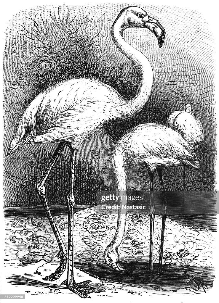 Greater Flamingo (Phoenicopterus Roseus)