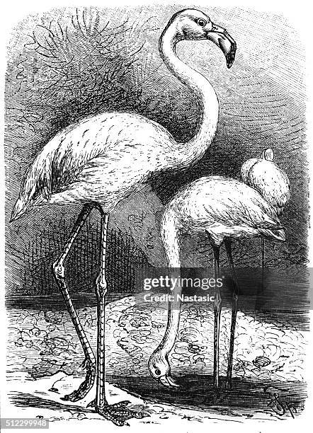 greater flamingo (phoenicopterus roseus) - greater flamingo stock illustrations