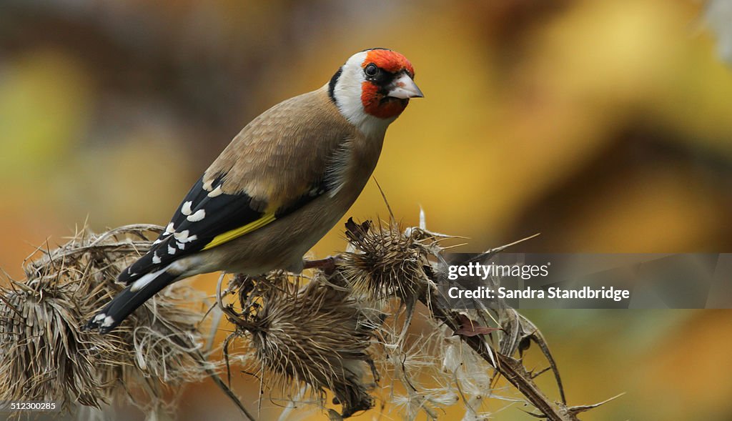 Goldfinch feeding on a thistle.