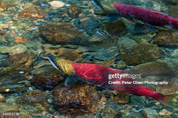 adams river sockeye salmon run - desovar imagens e fotografias de stock