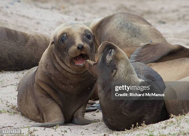 smiling sea lion pups. - enderby island stockfoto's en -beelden