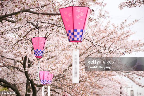 sakura blossom and japanese lantern - lantern festival cherry blossom photos et images de collection