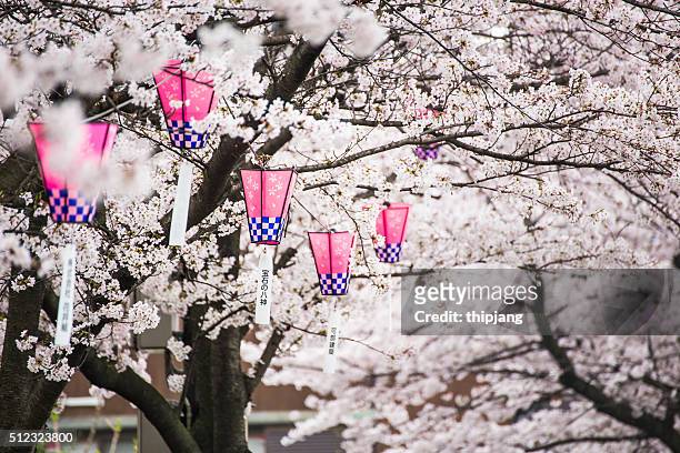 sakura blossom and japanese lantern - lantern festival cherry blossom stockfoto's en -beelden