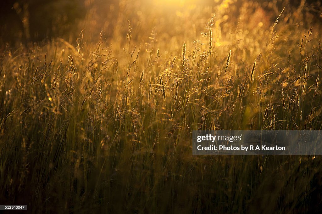 Deep gold light on grasses