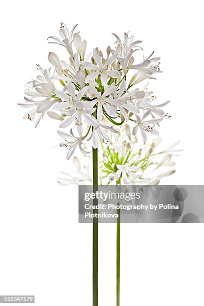 white agapanthus flowers - agapanthus stock pictures, royalty-free photos & images