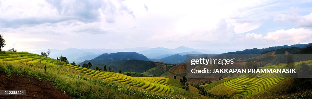 Rice terraces