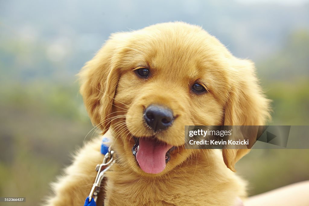 Golden Retriever puppy, portrait